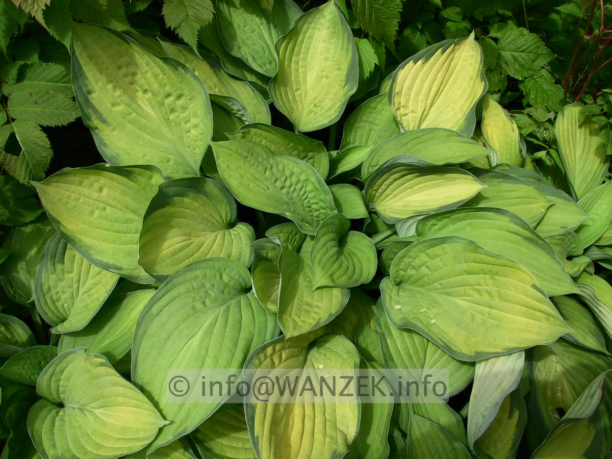Hosta fortunei Gold Standard 03.jpg